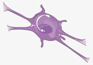 Cns Cell Lines Oligodendrocyte - Biology