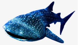 Whale Shark Png - Whale Shark Transparent Background