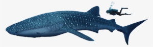 Please Fill This Form To Book - Whale Shark Png