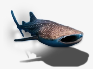 Whale Shark