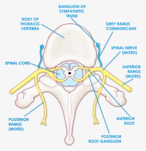 Structures Around The Spinal Column - Spinal Cord