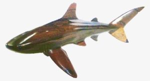 Shark