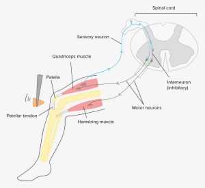 Neurotransmitters And Receptors