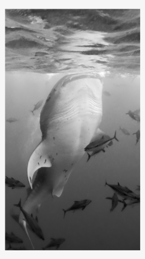 Whale Shark - Tiger Shark