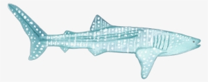 C - Pagel - Whale Shark
