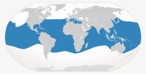 Whale Shark Distribution Map - World Map - 2000x1030 PNG Download - PNGkit