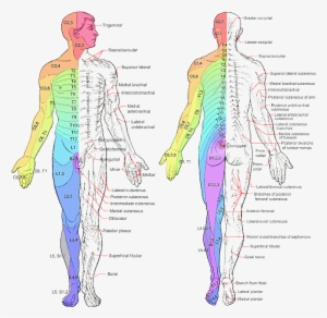 Image From Wikipedia - Dermatomes Nerves - 700x690 PNG Download - PNGkit