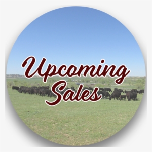 Upcoming-sales - Sales