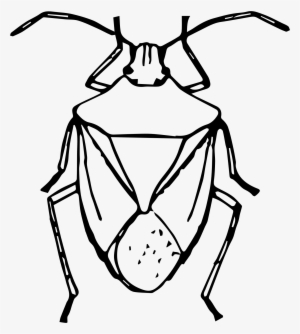 Insect Line Drawing At Getdrawings - Stink Bug Black And White