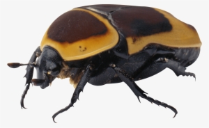 Bug Yellow Black - Bug Transparent Background Png