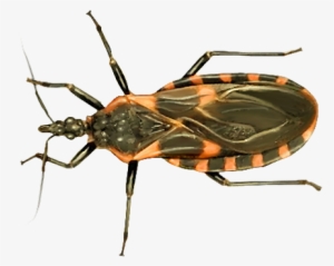 Kissing Bug Png Photos - Kissing Bug Transparent