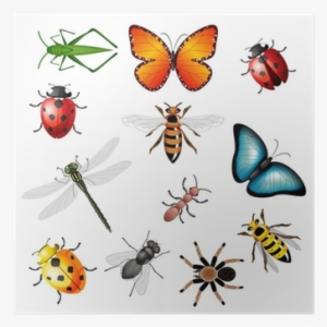 Collection Of Vector Insects - Insects And Spiders Clipart