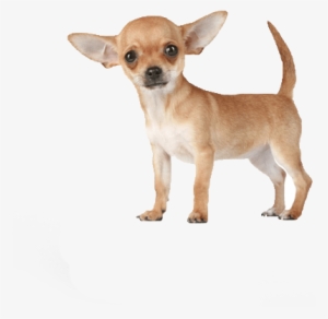 Imagenes En Png Chihuahua