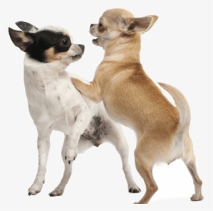 Introducing A New Dog To Your Chihuahua - Playing With Dog Png