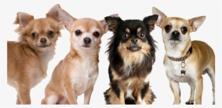 Long Hair Chihuahua Png Vector Library Stock - 1 4 Sheet Chihuahua Dog Breed Edible Cake Cupcake Topper