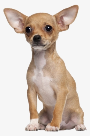 A Chihuahua - Tan Chihuahua Dog