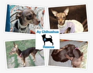 Donate - Chihuahua