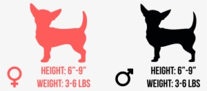 Most Chihuahuas Will Weigh Between 3 And 6 Pounds - Dog