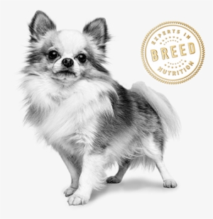 Chihuahua - Royal Canin Billboard