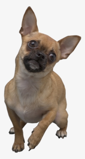 Why Choose A Tan Chihuahua To Be The Star Of Your Ecard - Transparent Chihuahua