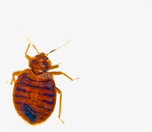 Good Thing Mother Bed Bug Is Not Acting Like The Easter - Bug Found In Bed
