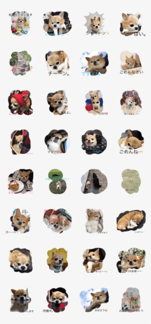 Chihuahua Bonko2 - Sticker