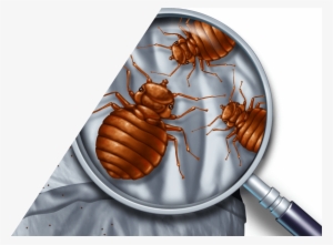 Bed Bug Facts - Looks Like Bed Bug But Smooth