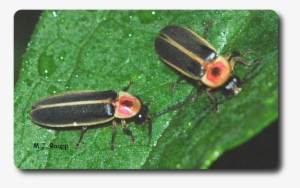 After A Long Night Of Flashing, Lightning Bugs Sip - Soldier Beetle