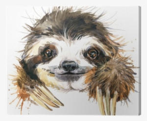 Watercolor Sloth Illustration - Sloth Watercolor