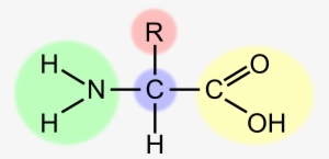 This Free Icons Png Design Of Amino Acid
