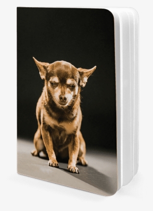 Dailyobjects Evil Mastermind A5 Notebook Plain Buy - Companion Dog