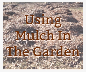 Mulch In The Garden - Calligraphy