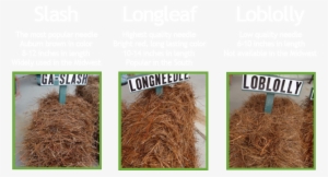 Slash Pine Png - Slash Vs Long Needle Pine Straw