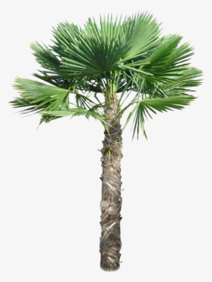 Palm Tree