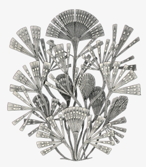 Zazzle A Diatom Large Tote Bag