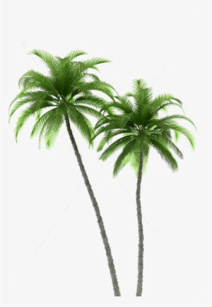 Palm Tree Art Print Of Original Watercolor Painting - Two Palm Trees