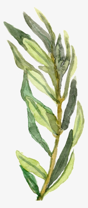 Hand Painted A Green Bamboo Leaf Branches Decorative - Watercolor Painting