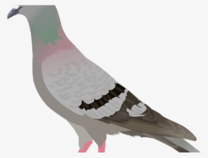 Dove Clipart Transparent Background - Pigeon Clipart