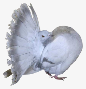 Fantails Safpa English - Fantail Pigeon