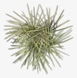 06 Feb 2009 - Pond Pine