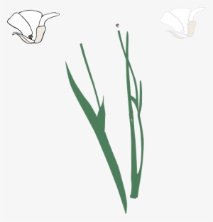 Original Png Clip Art File White Long Stem Flower Broke