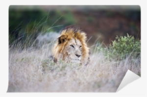 A Large Male Lion Lies In The Long Grass Wall Mural - Lion