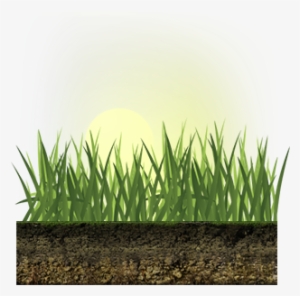 You'll Lose More Water To Evaporation If You Water - Watering Grass Png