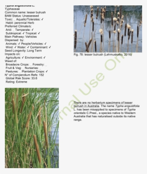Lesser Bulrush - Scientific Diagram