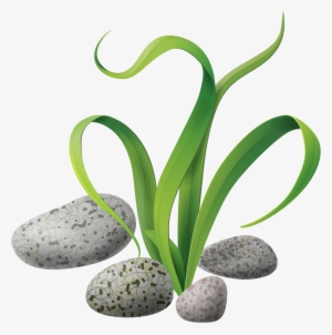 Algae Stones Png Clip Art Scrapbooks And - สาหร่าย Vector