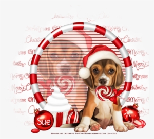 Photo Merry Christmas - Beagle
