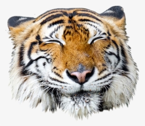 Giant Realistic Flying Tiger