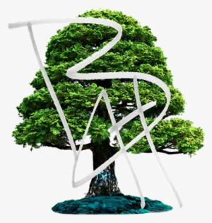 Bhtreefinal - Sticker Bonzai Dimensions - 66x80cm - Autocollants