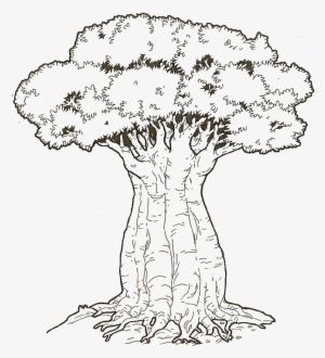 Tree Roots Coloring Page - Raices Para Colorear - 1000x1000 PNG ...