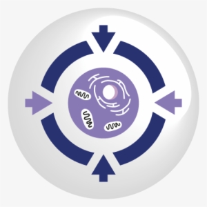 Single Cell Diagnostics - Single Cell Diagnostics - Methods And Protocols(paperback)